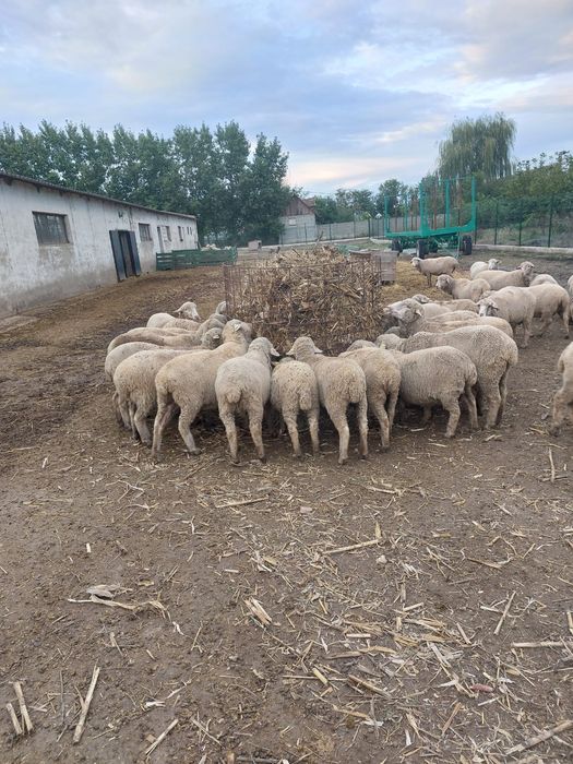 Vând oi Merinos de Palas