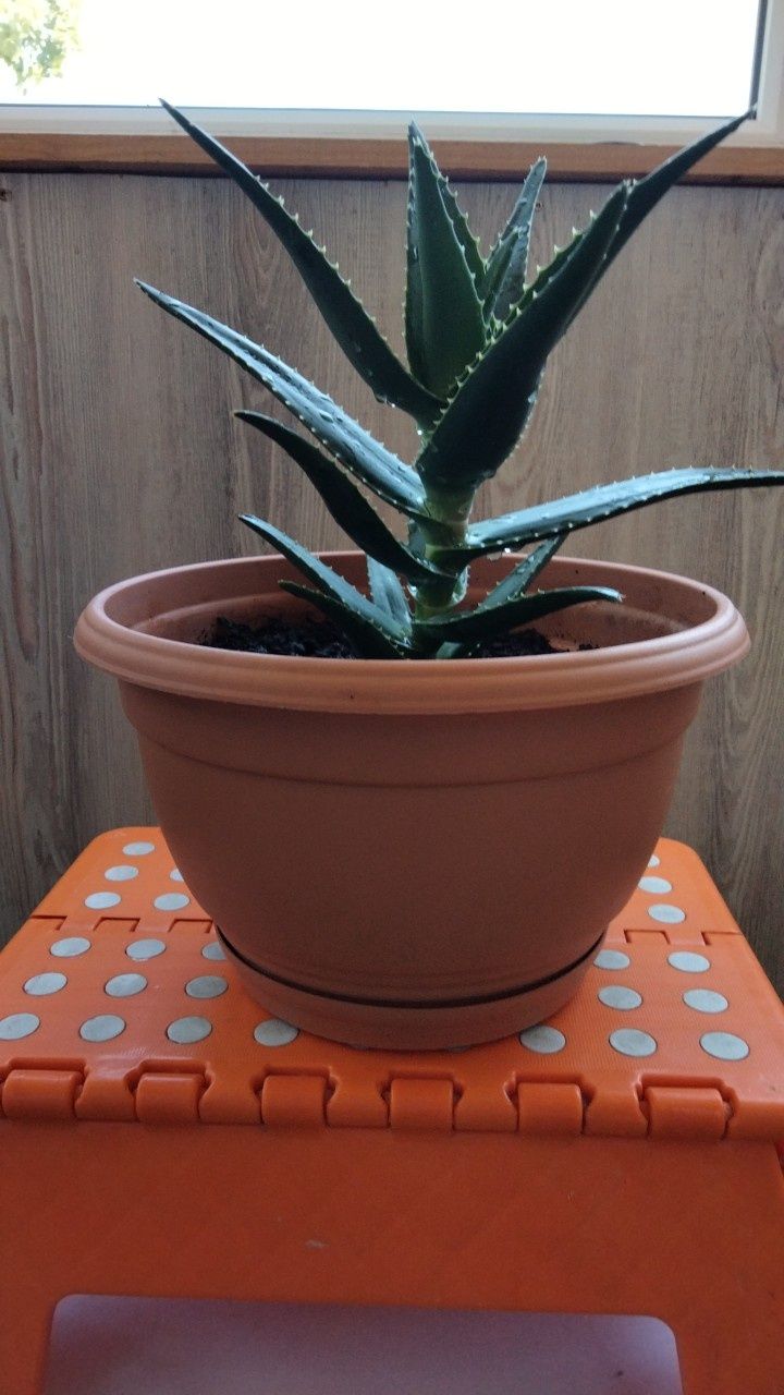 Vând aloe Vera la ghivceci
