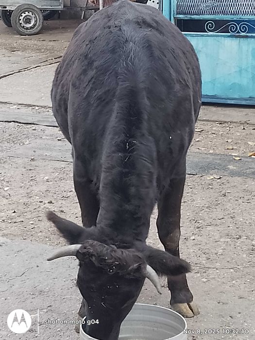 Vând junica 1 an jumate