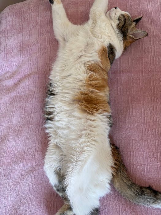 Uy mushugi 3 ta rangli