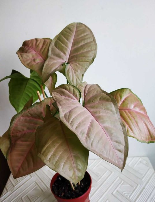 Продаю сингониум Пинк Флексед ( редкий красивый сорт ) тайский