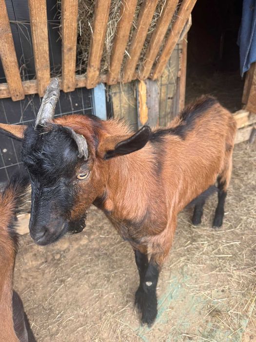 Țap alpin de nouă luni pentru shimb sau vânzare