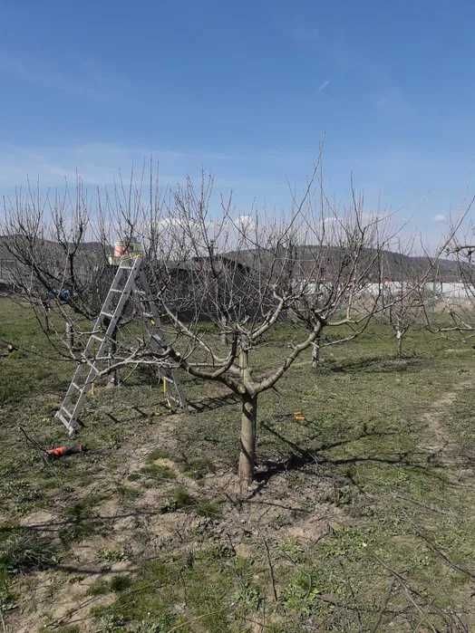 Toaletare pomi fructiferi