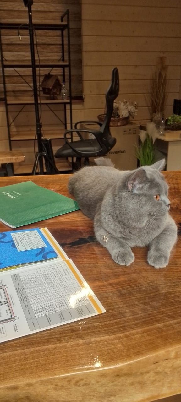 Британский короткошёрстная кот
