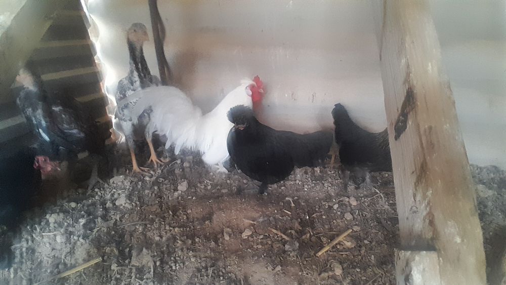 Тауықтар сатылады