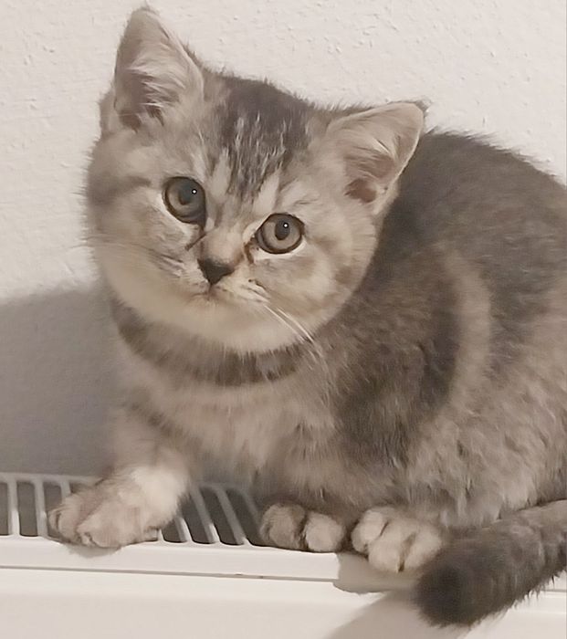 Pui de pisică britisch shorthair