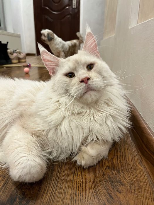 Baietel Maine Coon PEDIGREE Felisa