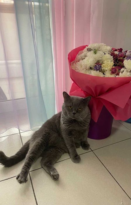 Британский короткошерстный кот на вязку