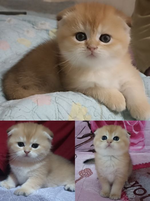 Британский золотая шиншилла