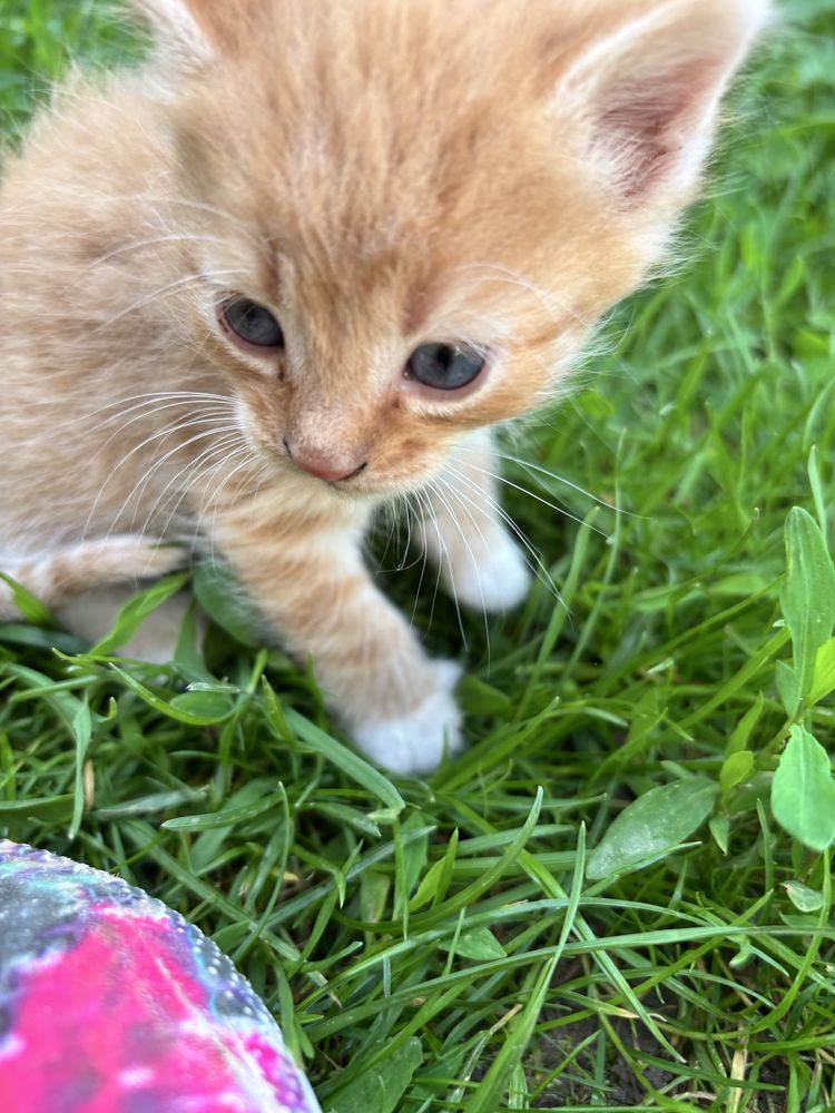 Donez 3 pisicuțe adorabile – disponibile la 6-7 săptămâni