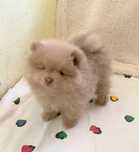 pomeranian deosebit cu pedigree