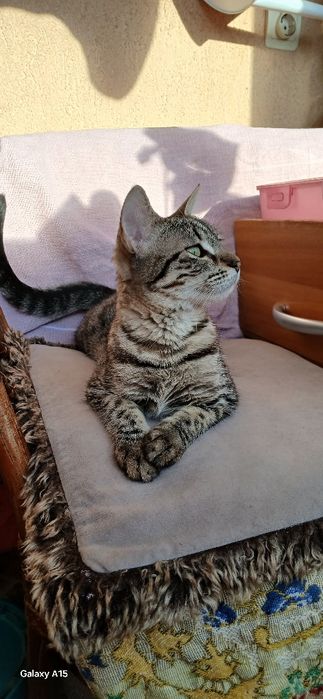 Donez pisicuța cuminte si iubitoare.