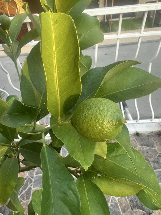 Дръвче раждащ лимон