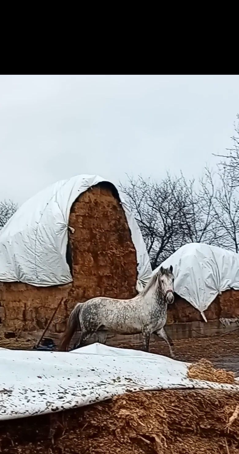 Vînd cal de 6 ani sau schinb pe o vacă bună de ținut
