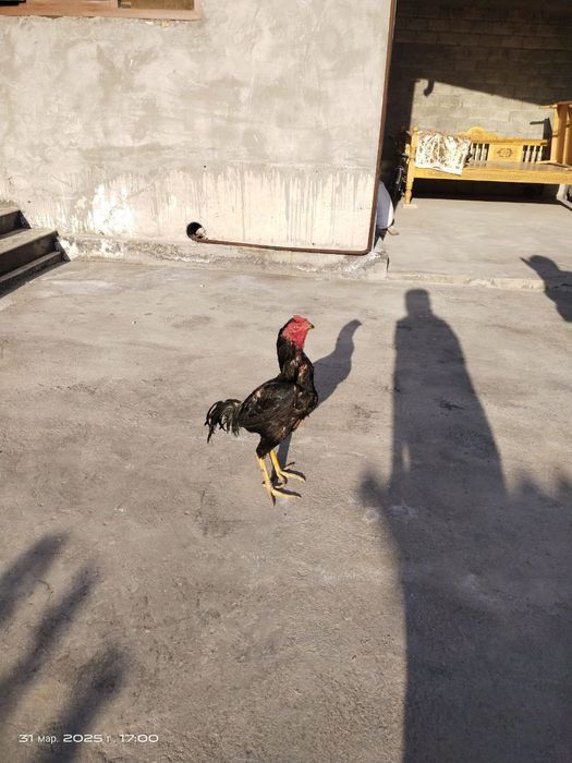 Aprel jo'ja sotiladi