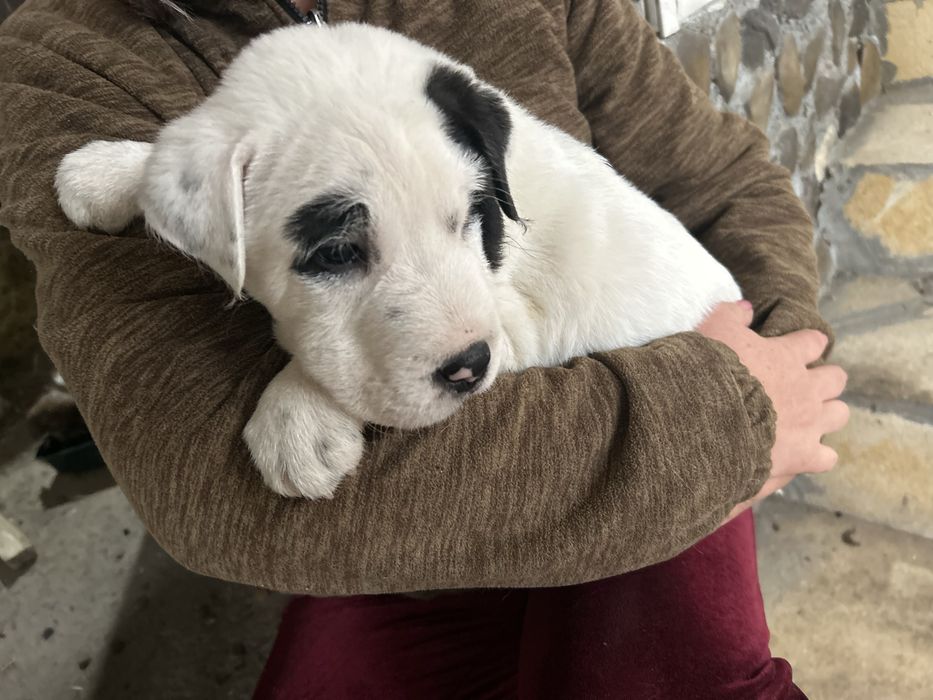 Pui caine mix Shar Pei