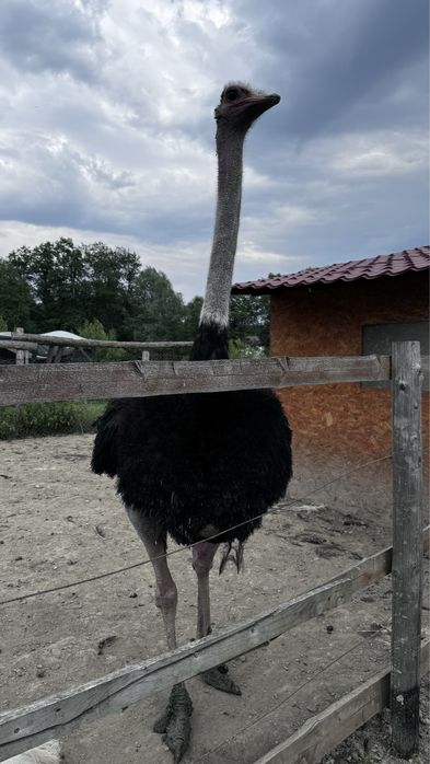 Vand struti la varsta de 5-6 ani.