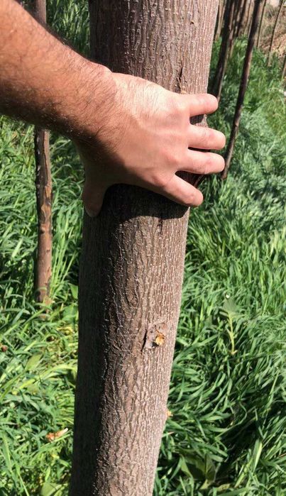 Pavlovniya 3 yillik Павловния