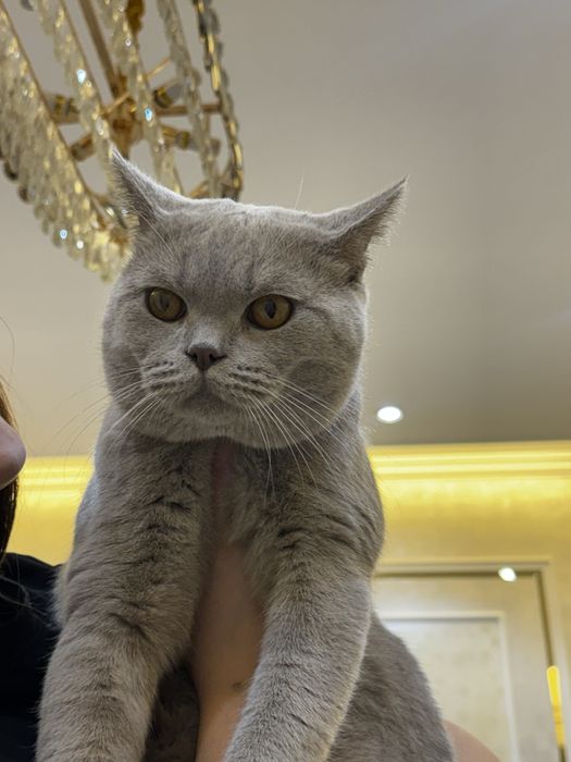 Кот Скотиш Страйт