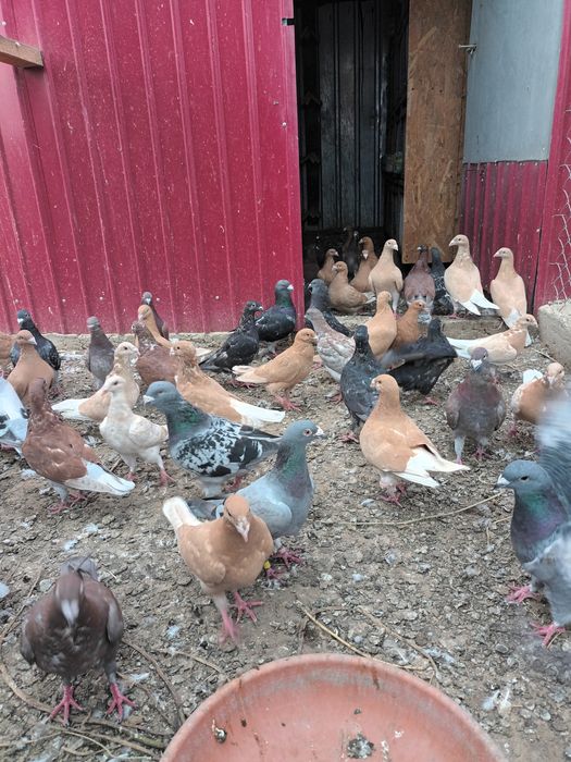 Porumbei voiajori de frumusețe