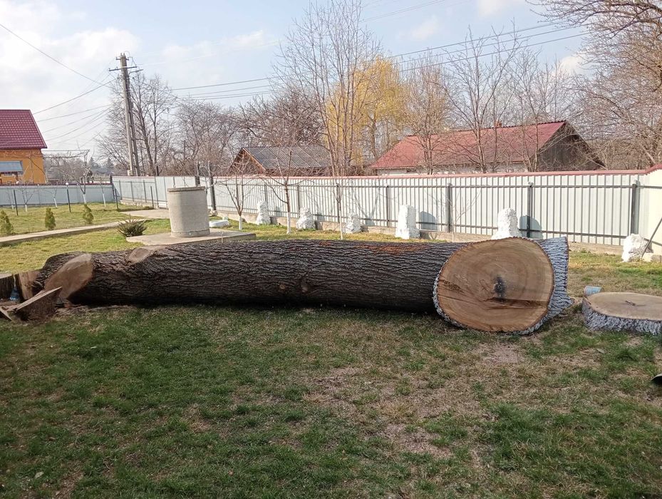 Vând stejar lungime de 6 metri