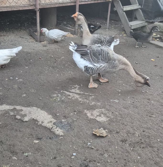 Vând gaste metis holmogor