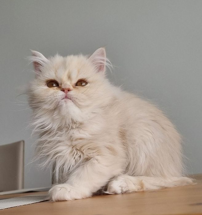 Малки персийски котенца