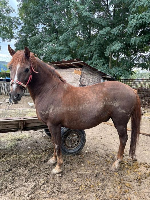 Vând cal 6 ani blând nu dau la schimb