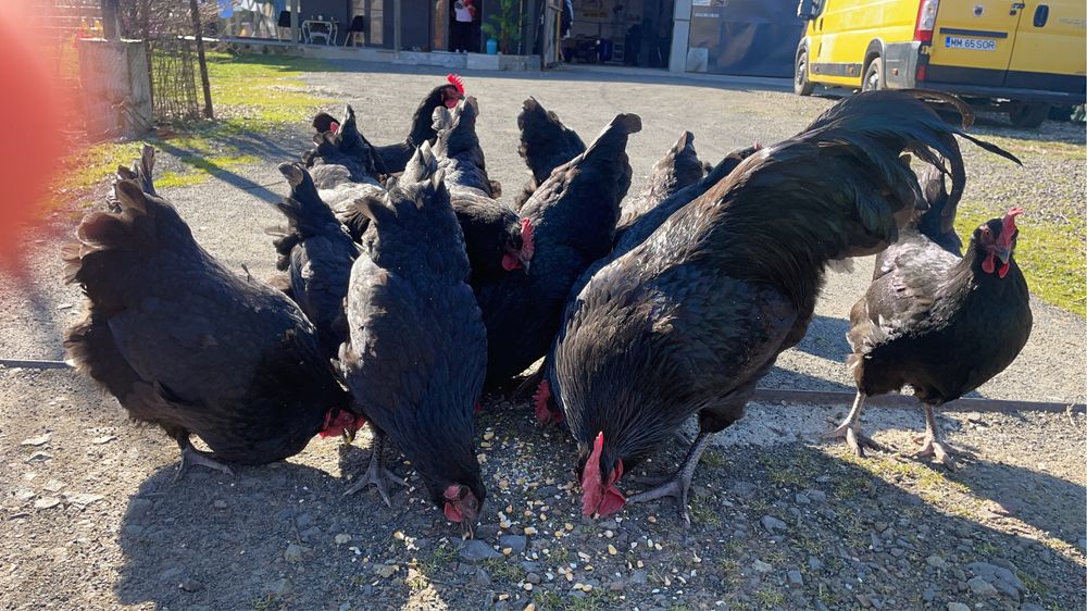 Pui Australorp negru