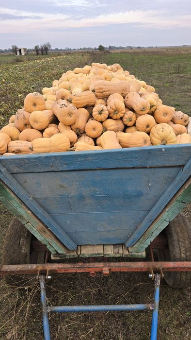 Dovleci placintari Matilda