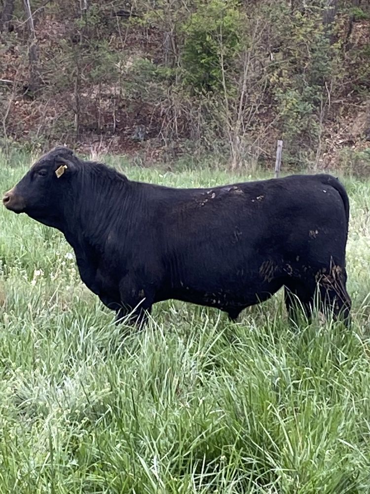 Vand taur angus pt reproductie 4000