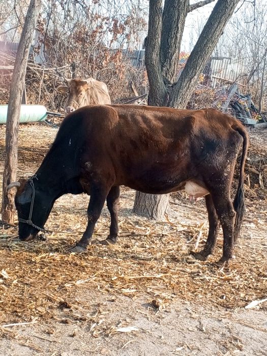 Yolgʻiz sigir sotiladi 6-7 litr suti bor