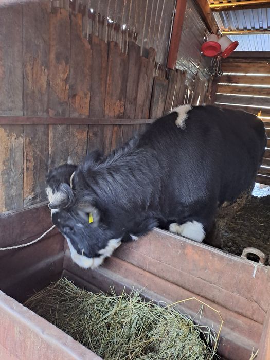 Продам быка 1,5года