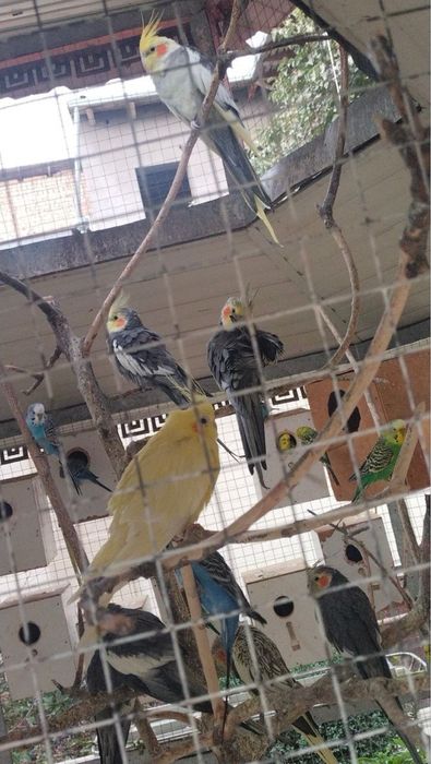 Карелла сотилади