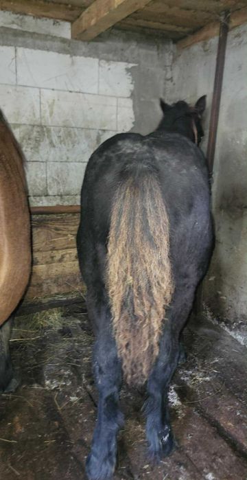 De vânzare mânz de 5/6 luni