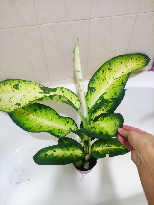 Диффенбахия банана гигант