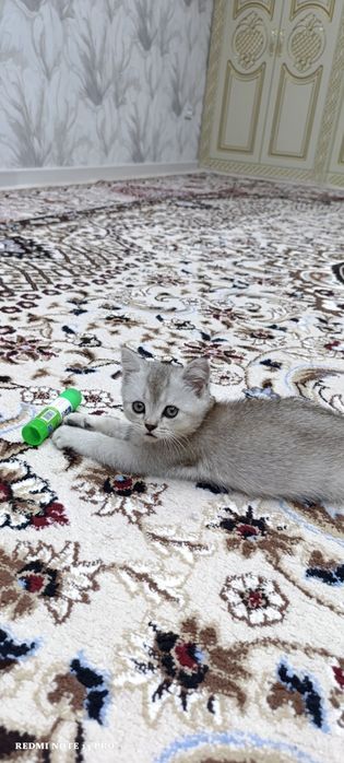 Породистый котёнок