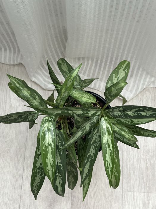 Продам красавицу Аглаонему