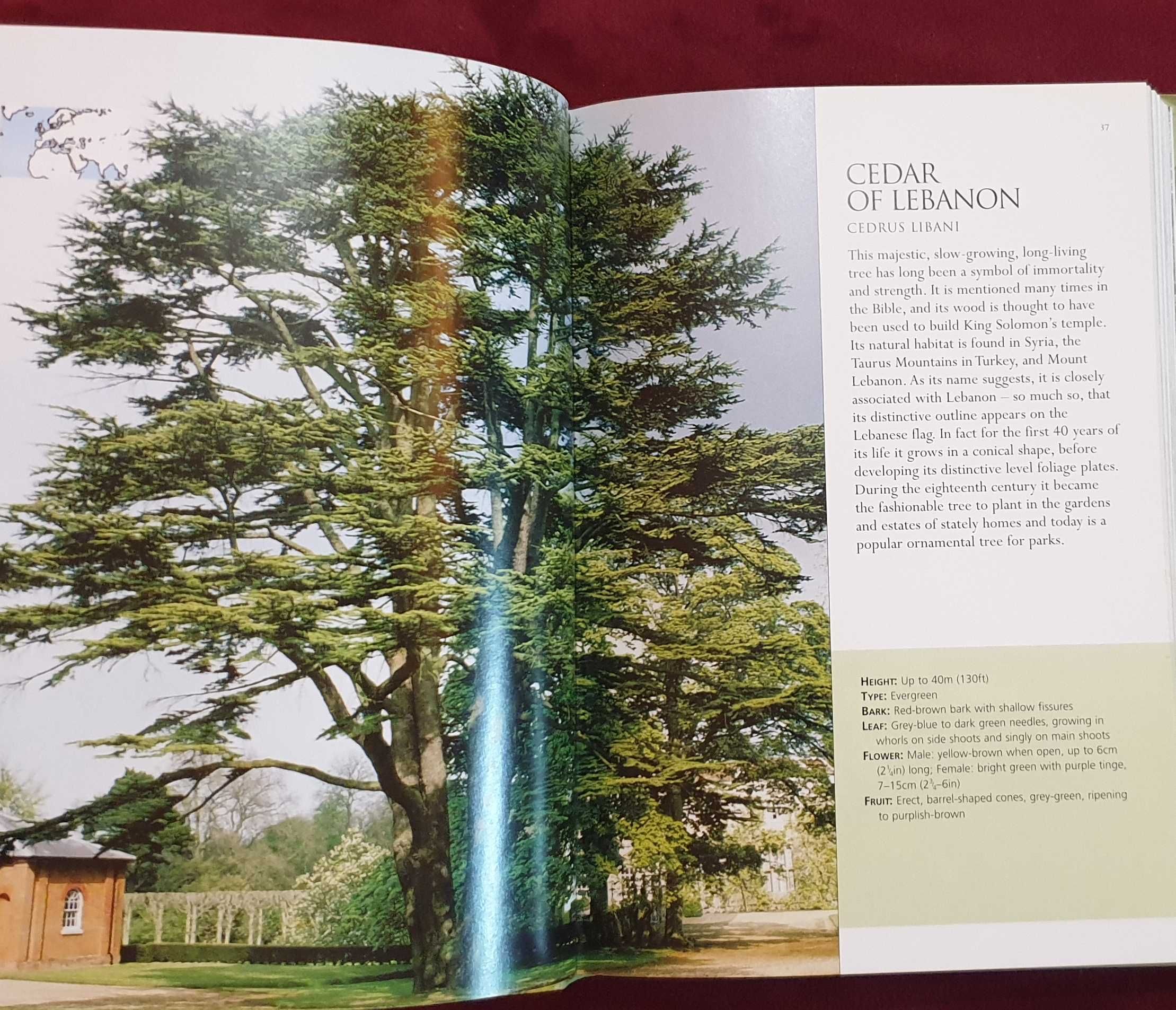 Справочник на дърветата по света / A Concise Guide to Trees
