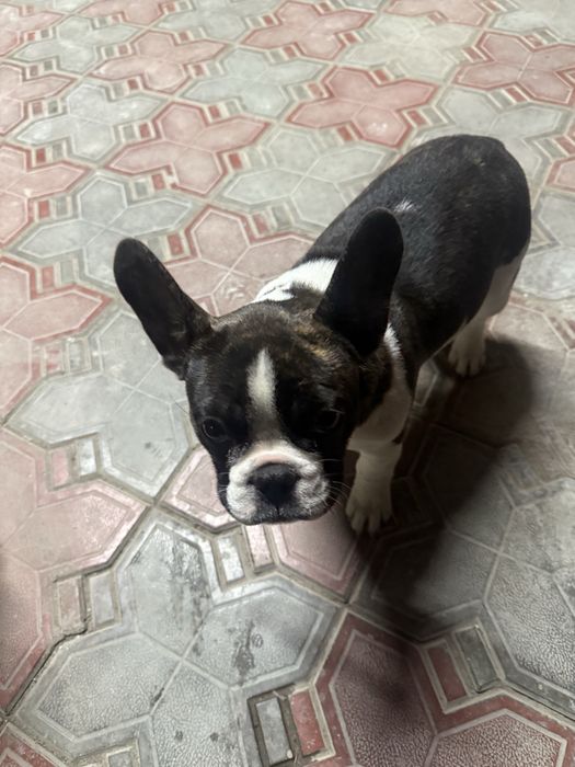 Французский бульдок 3 месяца