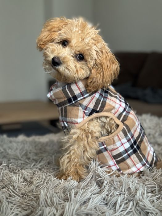 Елек за кученце (Burberry)