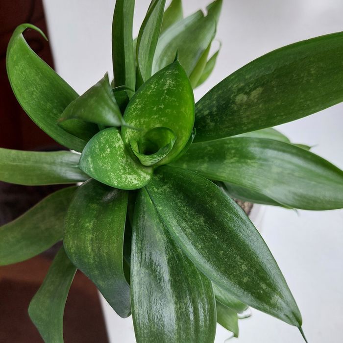 Продам сансивьерию