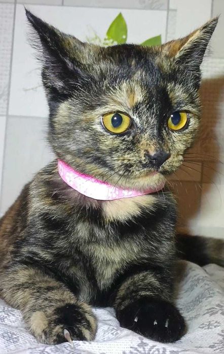 Котенок-девочка в поисках любящих хозяев