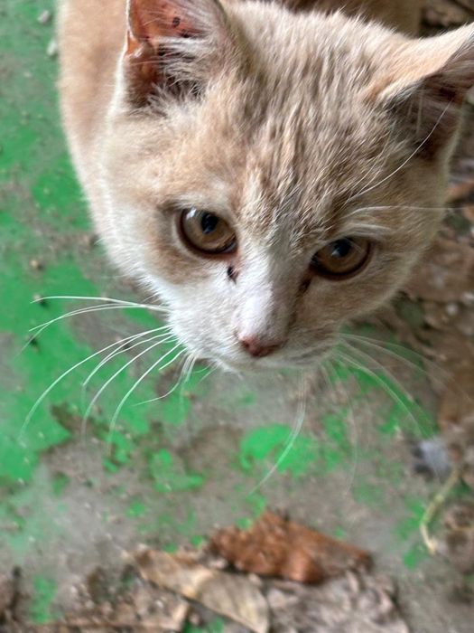 Котенок рыжий маленький