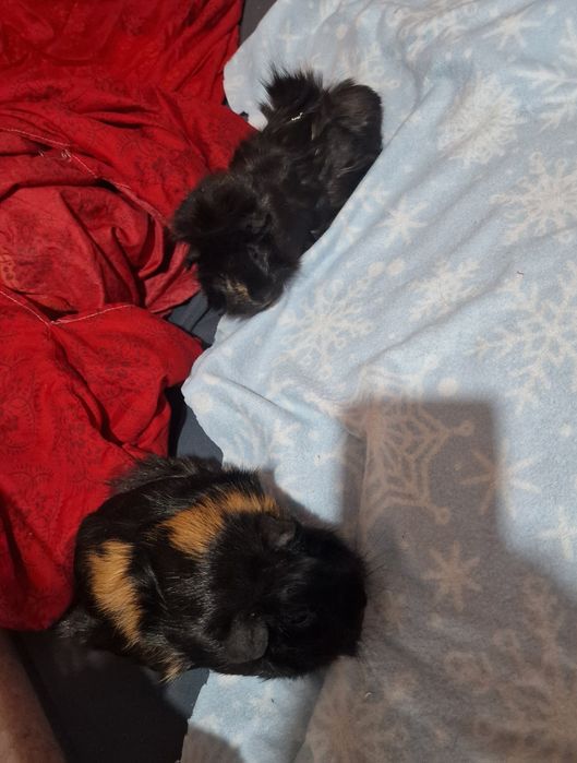 Подаряват се морски свинчета