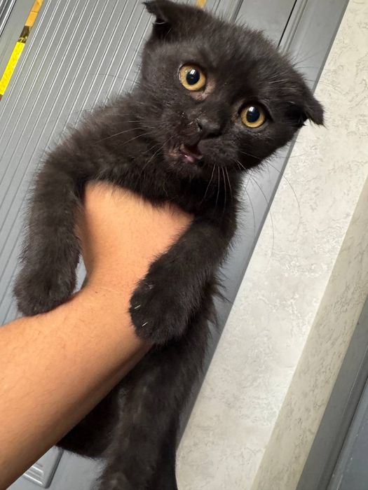 Sotiladi 3 oylik chiroyli mushukcha