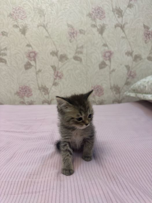 2oylik zotdor mushukcha sotiladi!
