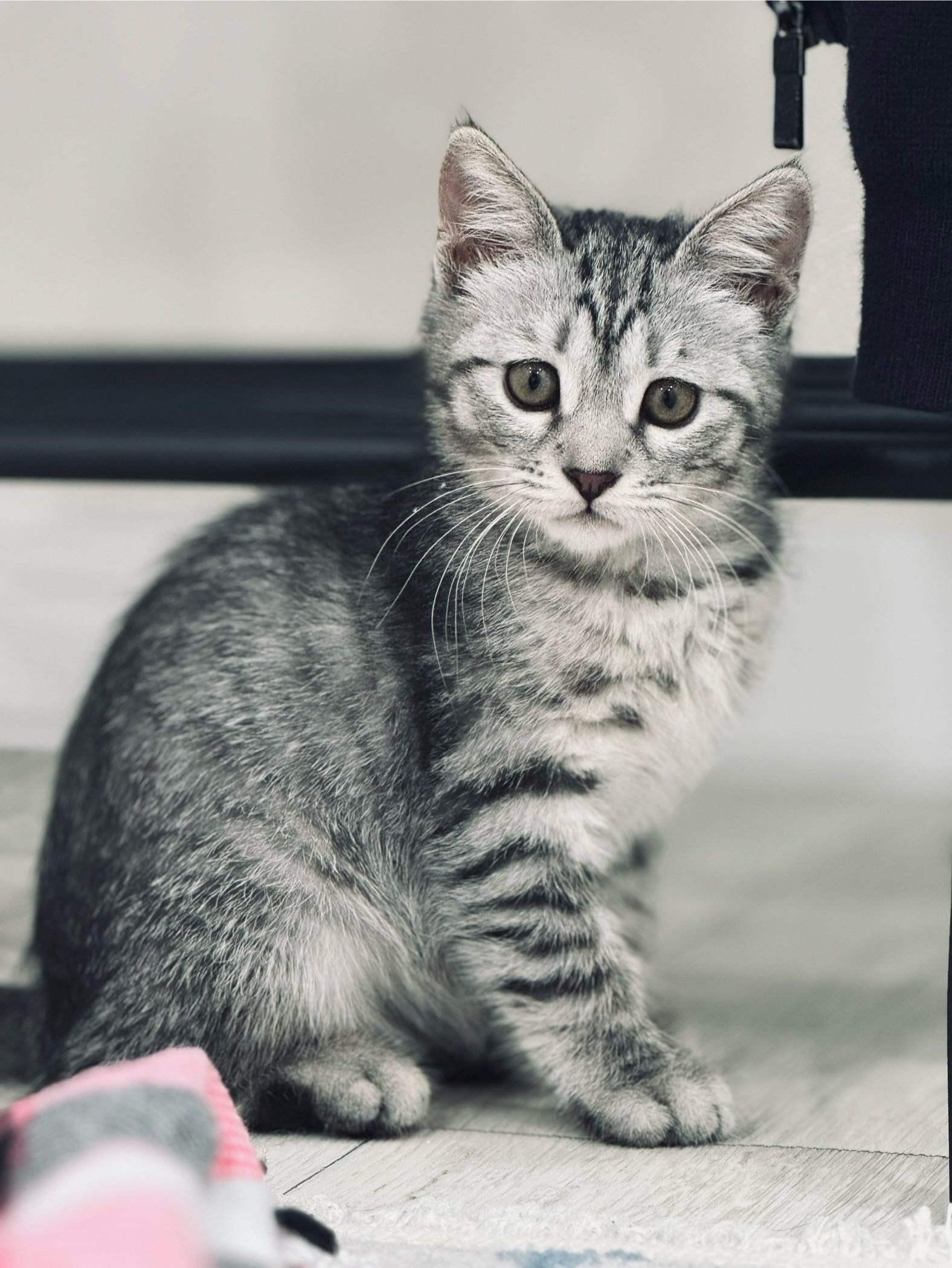 Шотландский кошка