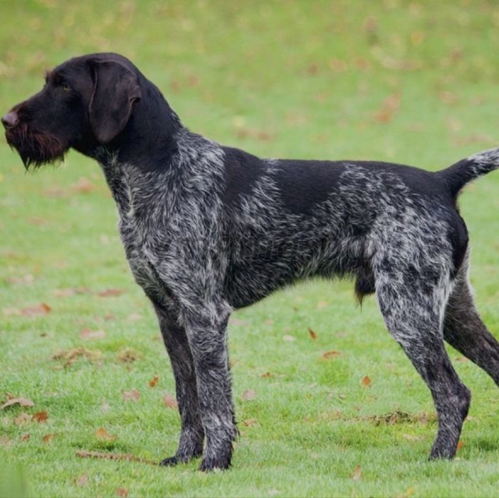 Продам дратхаар