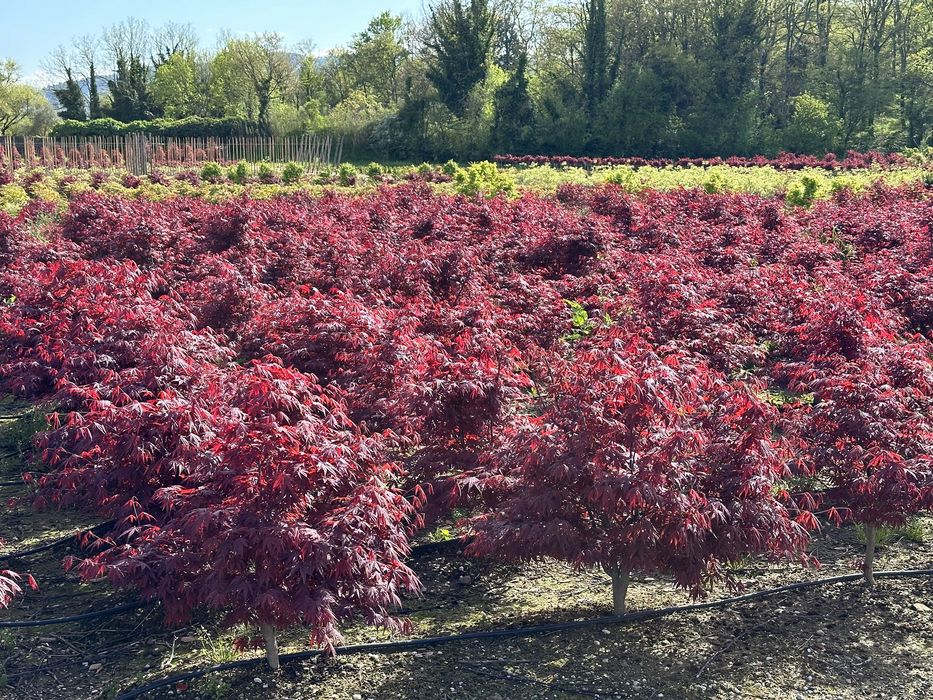 Tuia brazi maslini ilex pohtinia bosai spirale pom-pom cedru evonimius